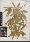 Foto von Salix caudata (Nutt.) A. Heller